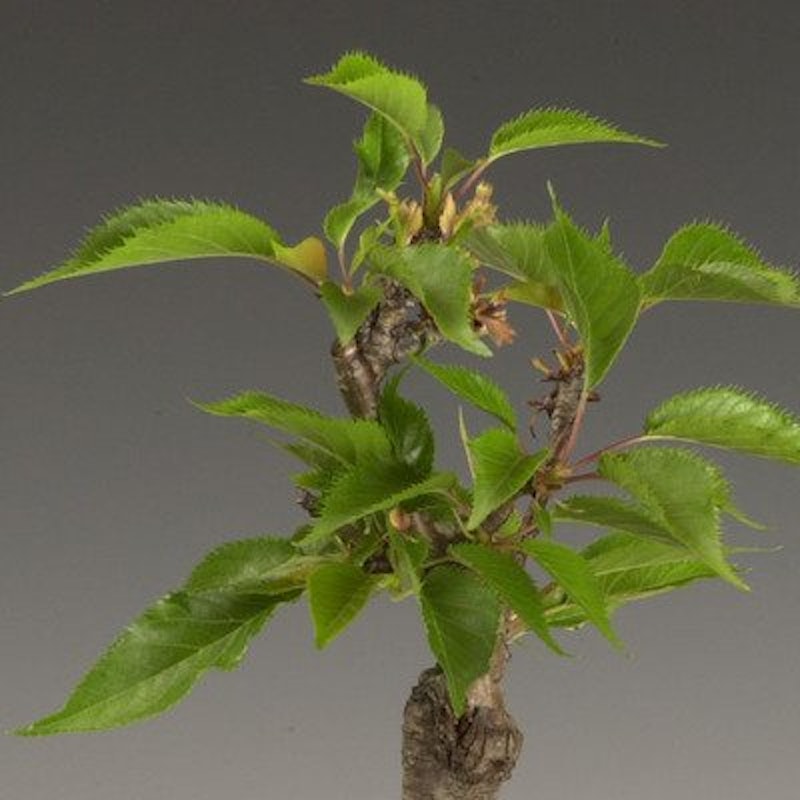 遊恵盆栽 ミニモダン盆栽 一才桜 3