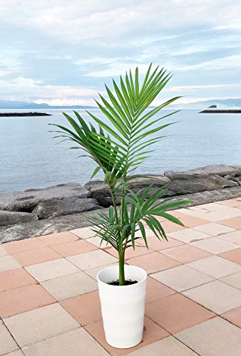 大型観葉植物のおすすめ人気ランキング【2025年12月】 | マイベスト