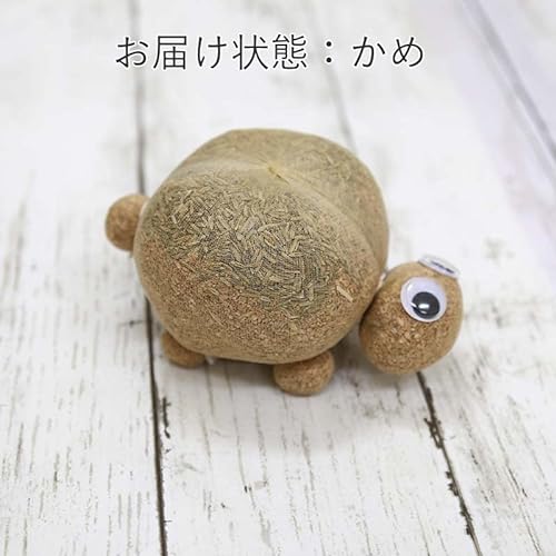 イタリアンライグラス（牧草）の楽しい栽培キット のび～るくん 4