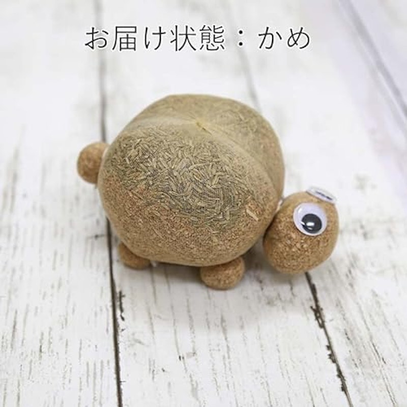 イタリアンライグラス(牧草)の楽しい栽培キット のび~るくん 4