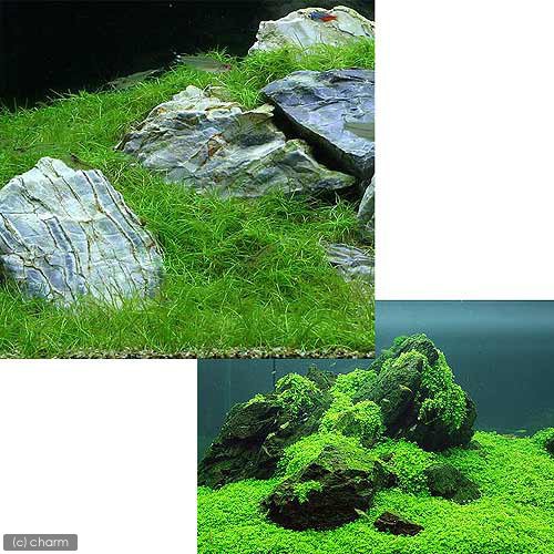 水草 ウォーターローン 水上葉 プリンカップ 無農薬 １個 買い保障できる
