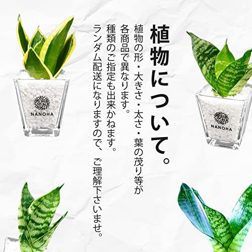 サンスベリア サンセベリア 6