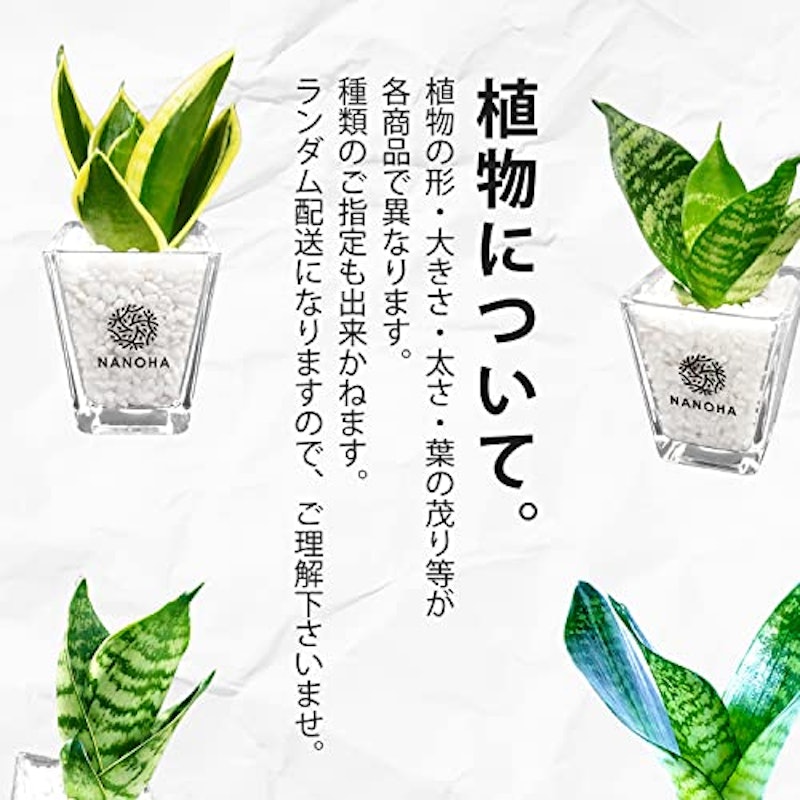 サンスベリア サンセベリア 6