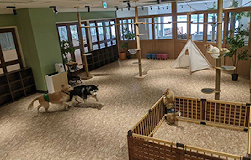 動物たちが暮らす森 アニミル 1