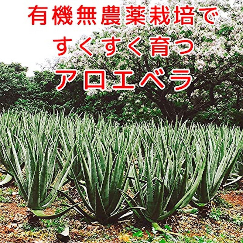 アロエベラジュース 5