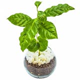 トイレ向きの観葉植物のおすすめ人気ランキング【2026年6月】 4