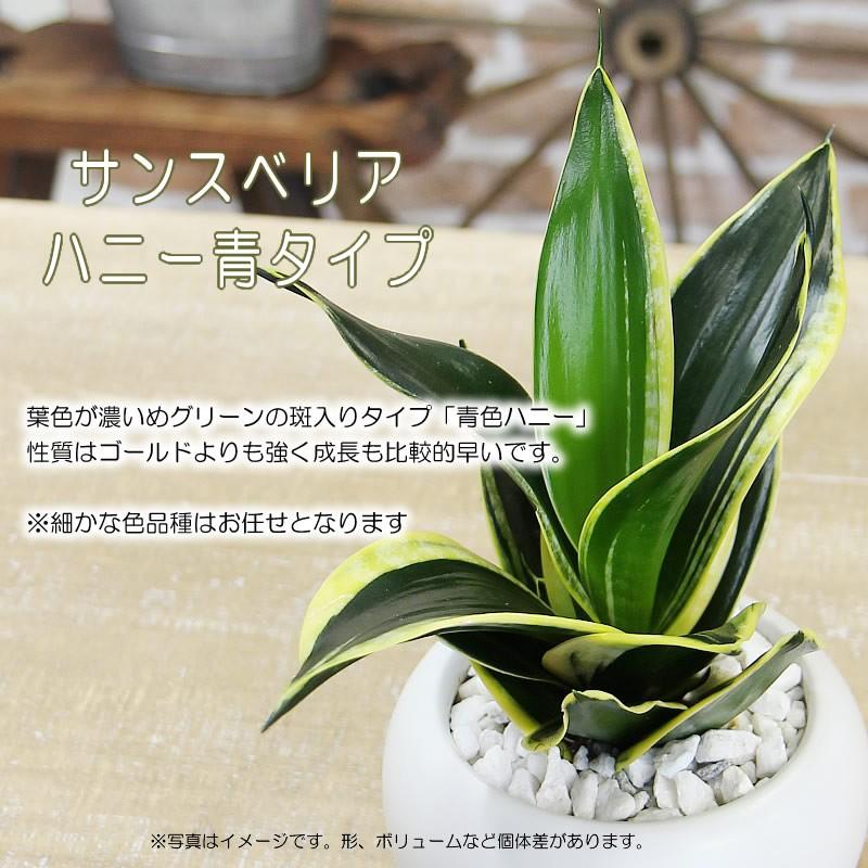サンスベリア ハニー 8
