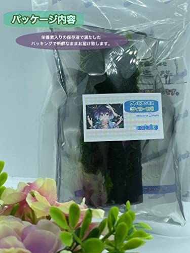 ウィローモス 2