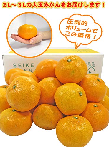 ミニー マルチ小粒みかん10kg3箱 みかん,ご家庭用温州みかん | 紀州の旬マルシェ 紀の