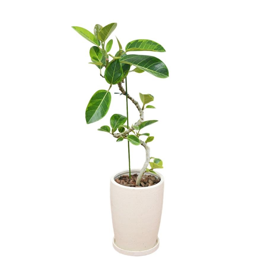 観葉植物 フィカス アルテシマ 園芸ネット本店｜フィカス：アルテシマ 3.5号ポット の通販【公式】