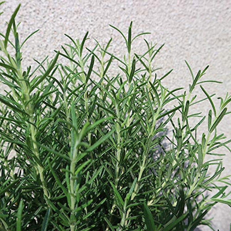 21年 虫除け用ハーブの鉢のおすすめ人気ランキング10選 Mybest 21年 虫除け用ハーブの鉢のおすすめ人気ランキング10選 Mybest