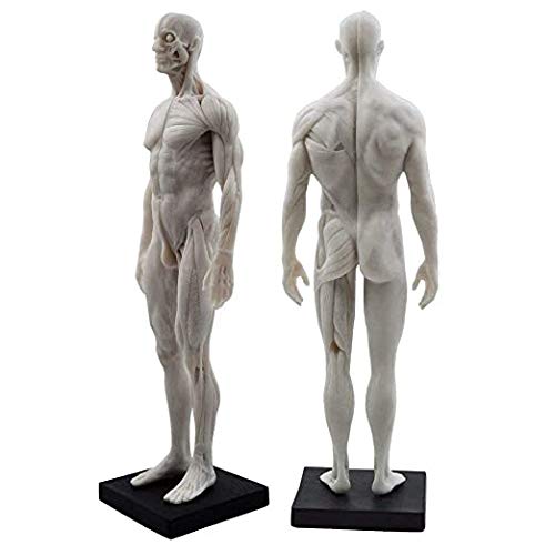 男性 人体モデル 人体模型  3