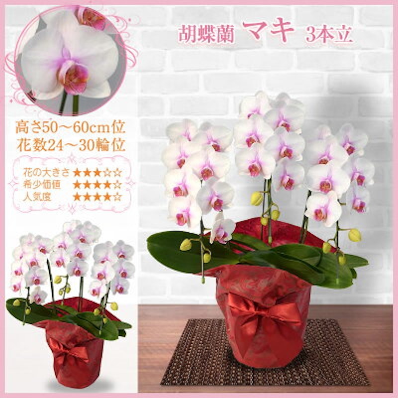 21年 プレゼント鉢植えのおすすめ人気ランキング28選 Mybest 21年 プレゼント鉢植えのおすすめ人気ランキング28選 Mybest