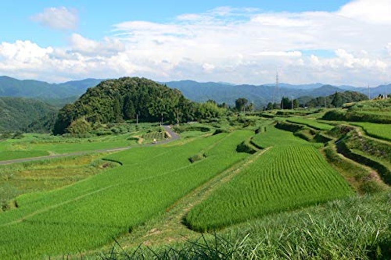 島根県産きぬむすめ 2