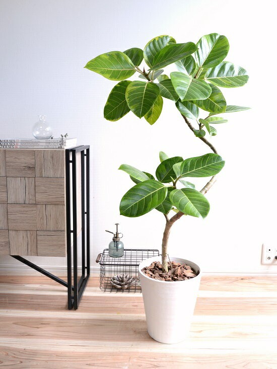 フィカス アルテシマ 高さ127センチ 人気 観葉植物 シンボルツリー フィカス アルテシマ 高さ127センチ 人気 観葉植物 シンボルツリー