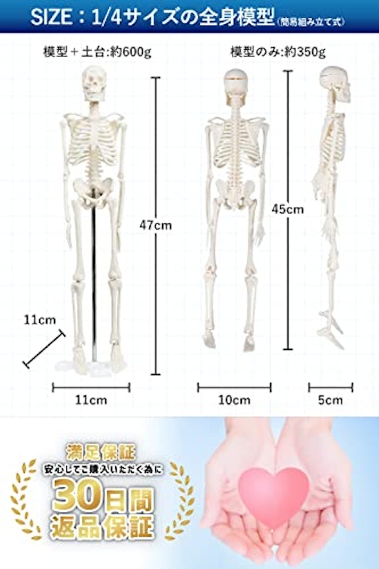 全身骨格模型 7