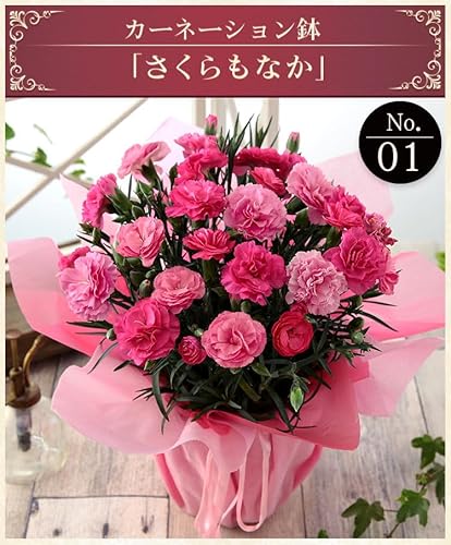 カーネーション鉢植え 2