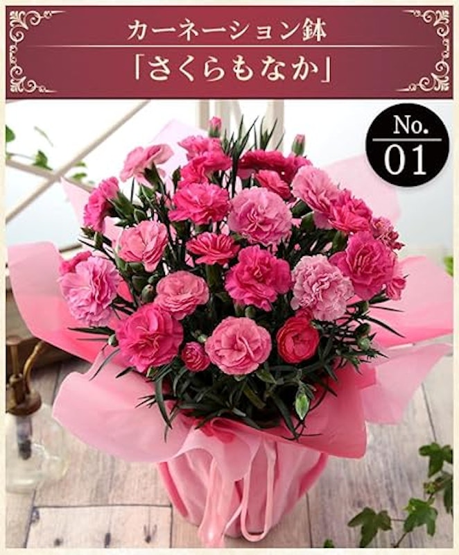 カーネーション鉢植え 2
