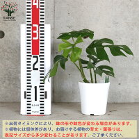 ヒメモンステラ 2