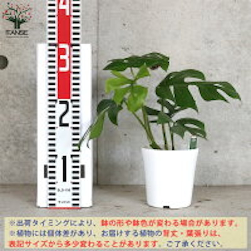 ヒメモンステラ 2