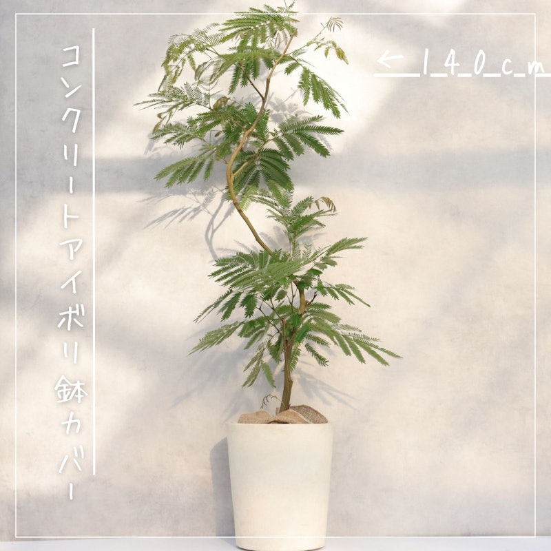 曲がり仕立てエバーフレッシュ 2