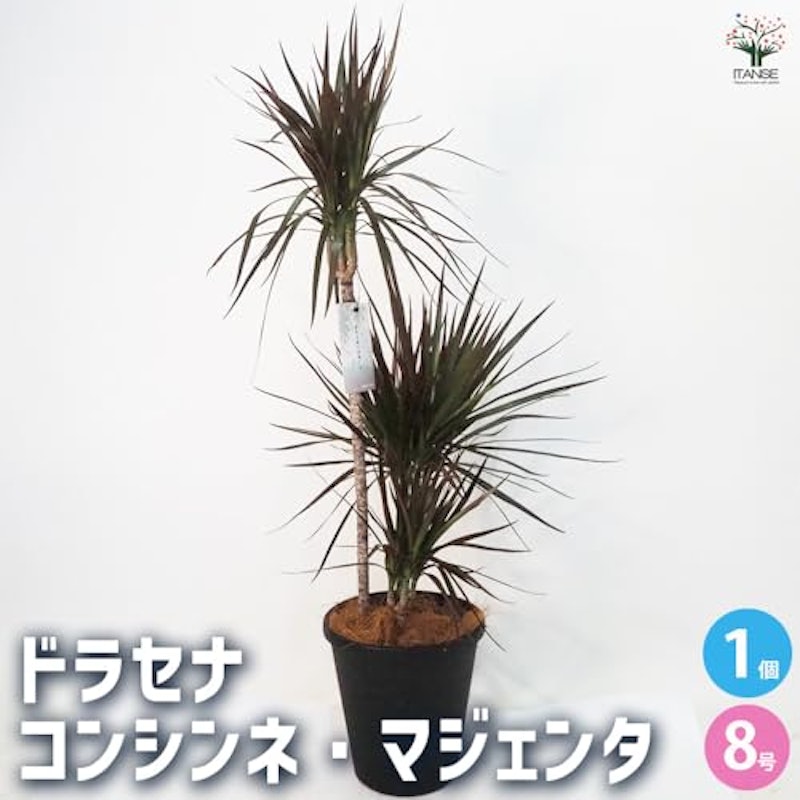 ドラセナ コンシンネ マジェンタ 2
