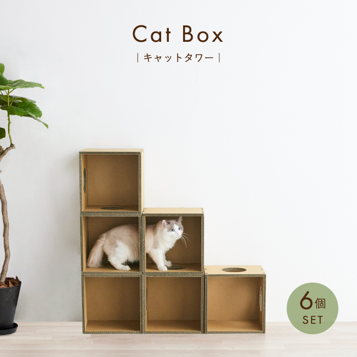 Cat Box 1