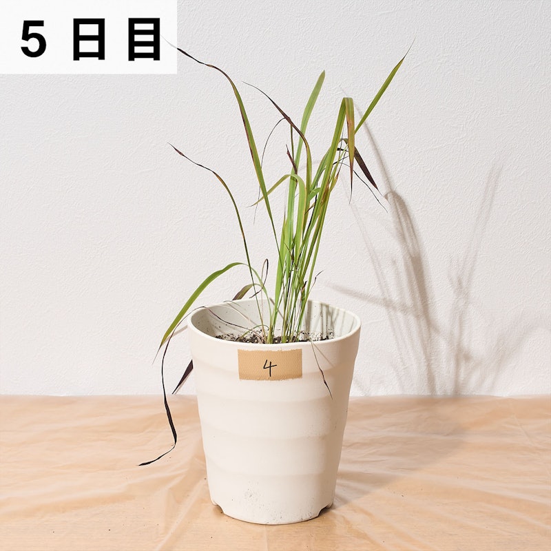 バスタ液剤 18