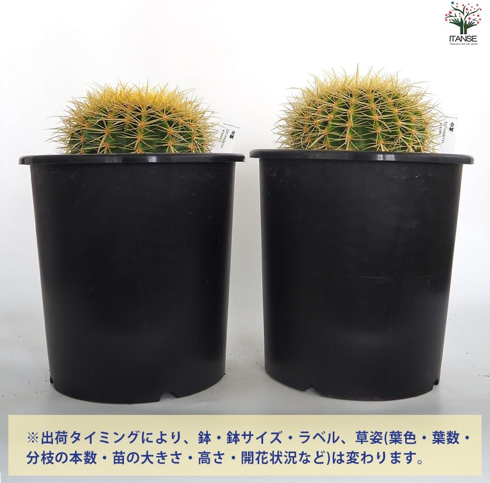 サボテン 金鯱 4