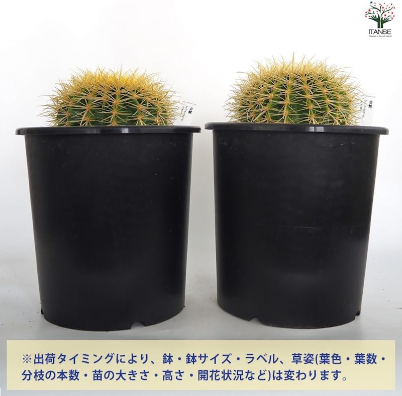 サボテン 金鯱 4