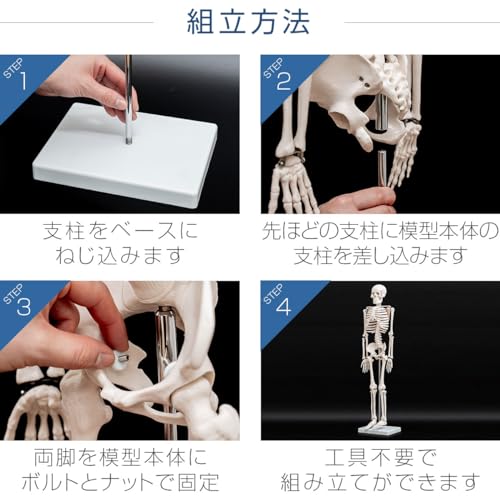 人体骨格模型 4