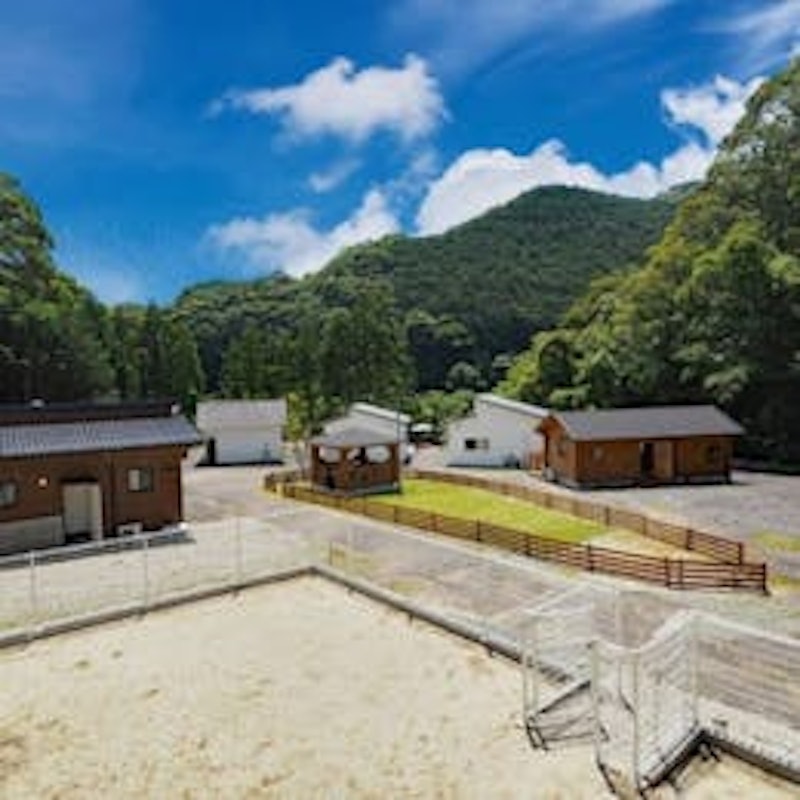 Dog Palace camp village 1