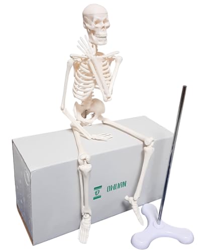 骨格標本のおすすめ人気ランキング【2025年12月】 | マイベスト