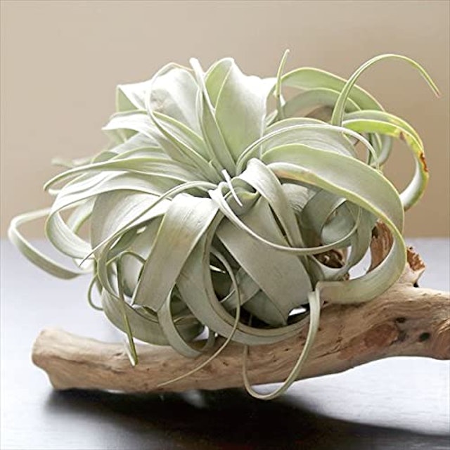 21年 エアプランツのおすすめ人気ランキング15選 Mybest 21年 エアプランツのおすすめ人気ランキング15選 Mybest