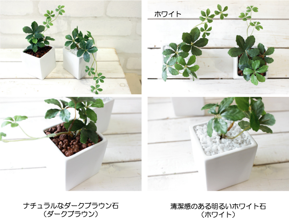 21年 光触媒で加工された観葉植物のおすすめ人気ランキング10選 Mybest