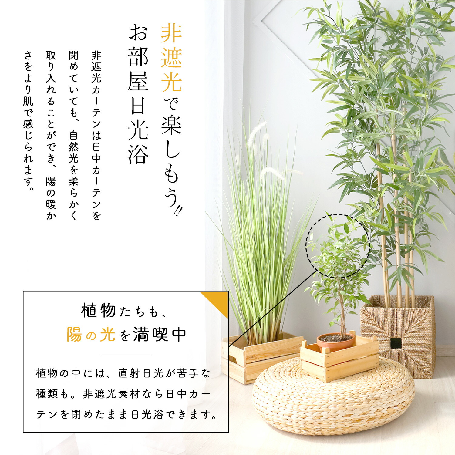 シャイナ 4