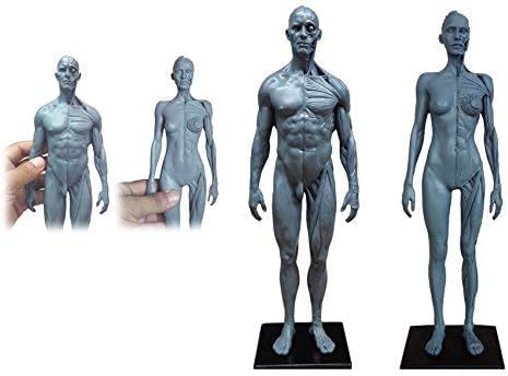 人体筋肉模型 1