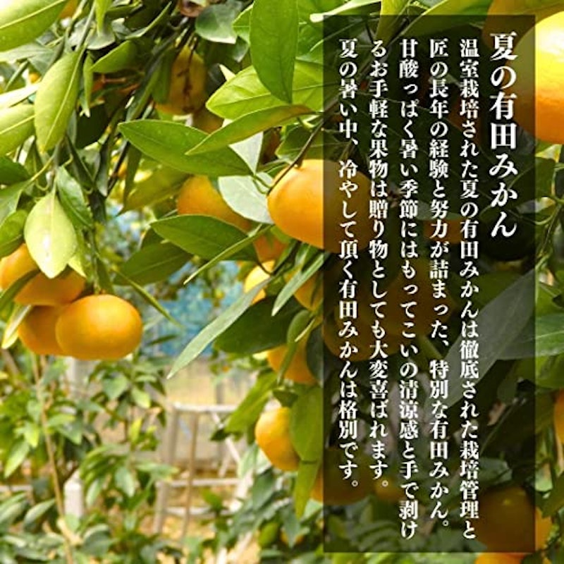 ハウスみかん 2