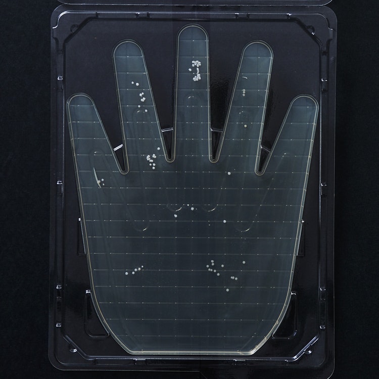 M Mark ラベンダーの釜焚きせっけん泡ハンドソープを全40商品と比較 口コミや評判を実際に使ってレビューしました Mybest