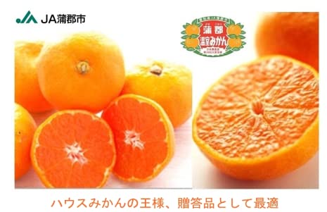蒲郡温室みかん 2