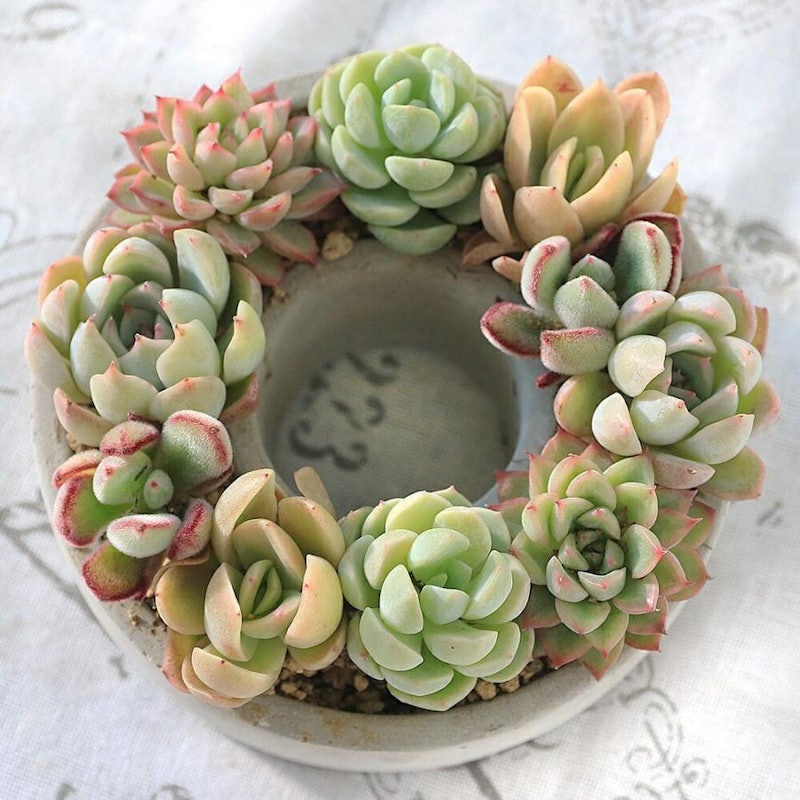 多肉植物のミニリース 寄せ植え 1