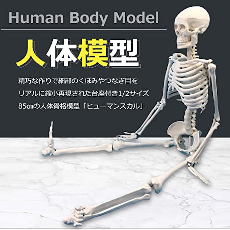 人体模型 2