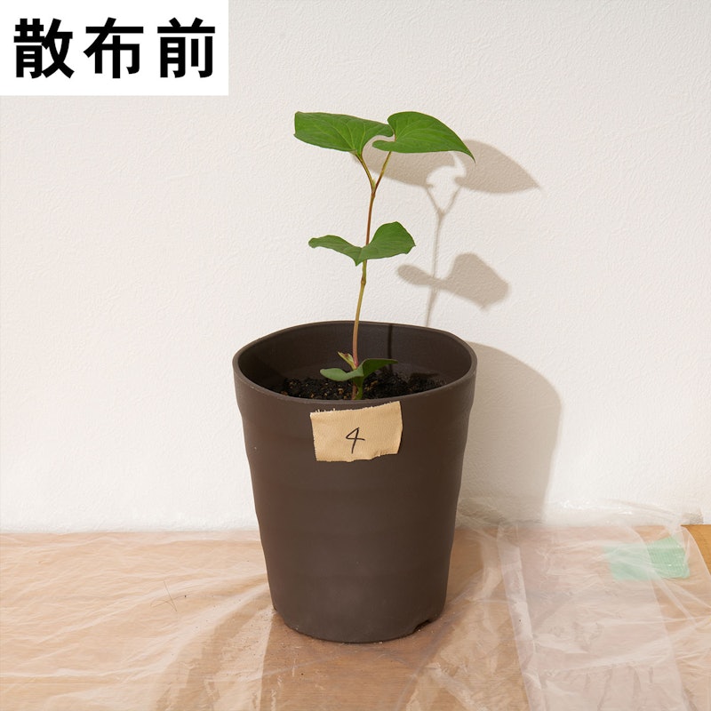 バスタ液剤 6