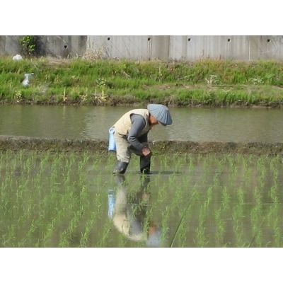 魚沼産コシヒカリ 3