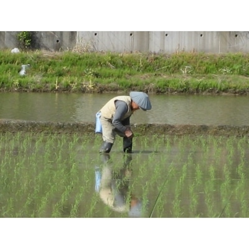 魚沼産コシヒカリ 3