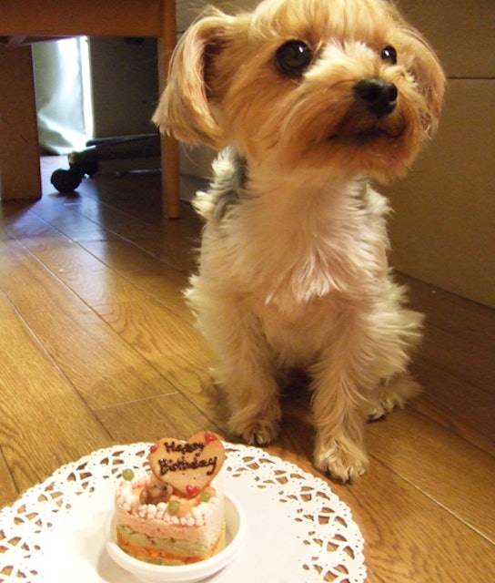 21年 犬用ケーキのおすすめ人気ランキング12選 Mybest 21年 犬用ケーキのおすすめ人気ランキング12選 Mybest