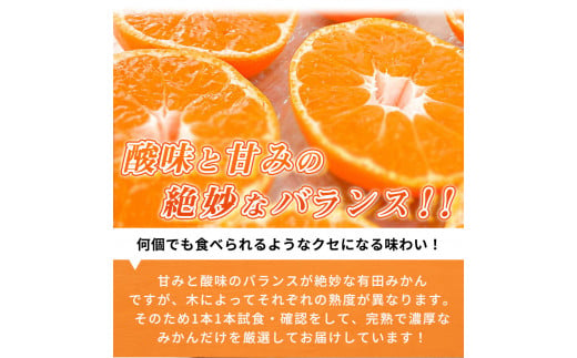 完熟 有田みかん 4