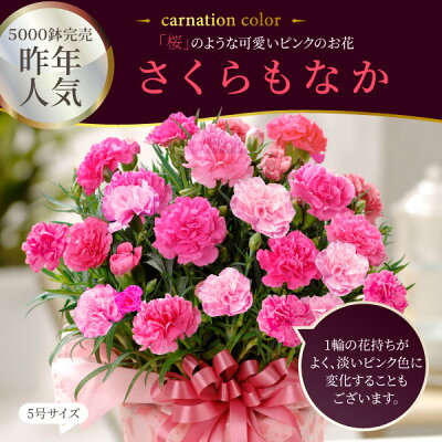 Fleur Town カーネーション 鉢植え 2