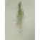 euro plants studio エアープランツ ウスネオイデス 1