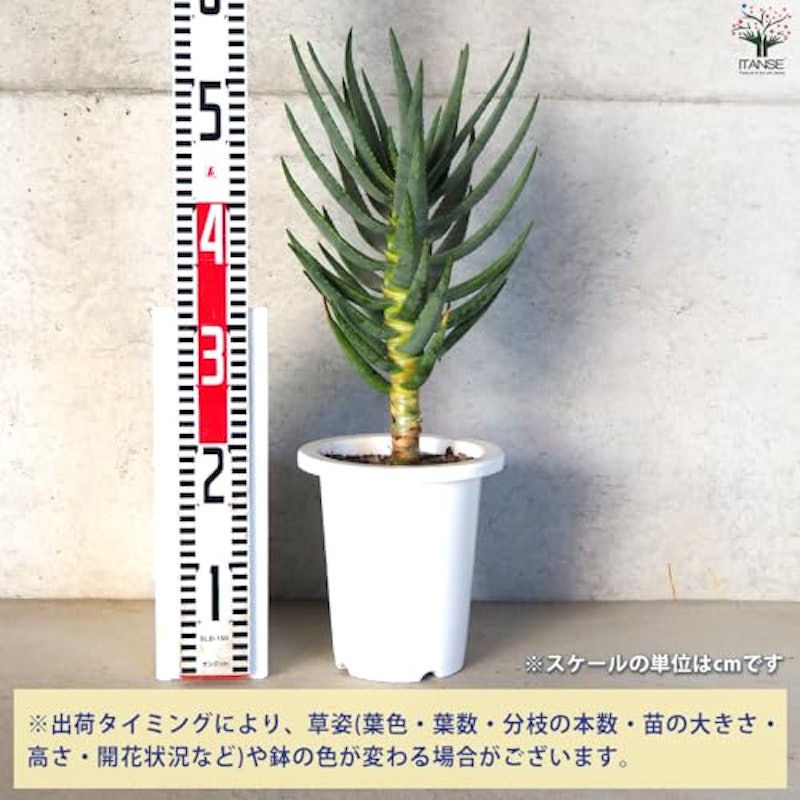 アロエ ディコトマ 3